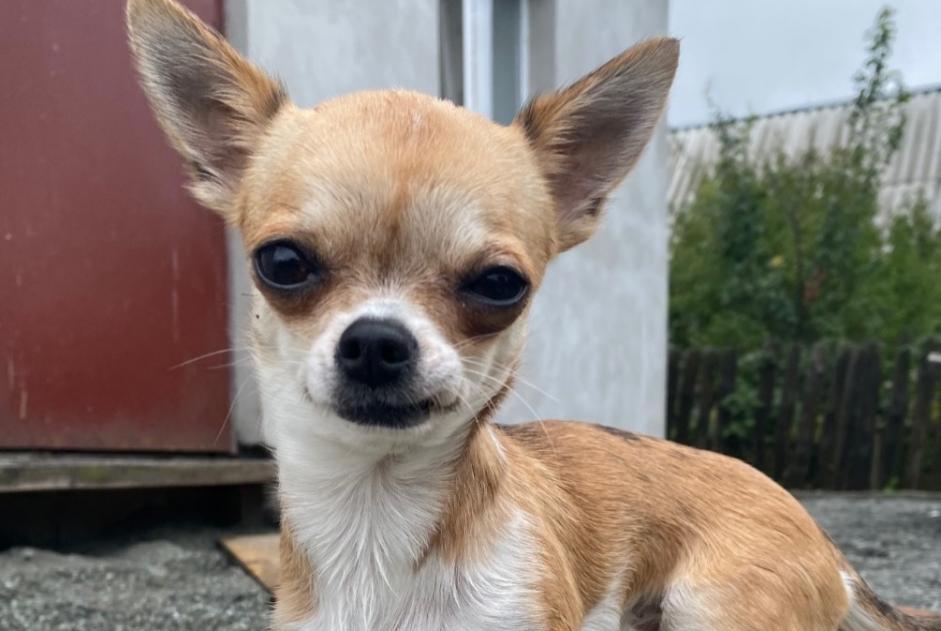 Vermisstmeldung Hund  Weiblich , 2 jahre Frankfurt Deutschland