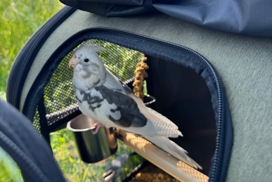 Alerte Disparition Oiseau Mâle , 2026 ans Berlin Allemagne Alerte Disparition Oiseau Mâle , 2026 ans Berlin Allemagne